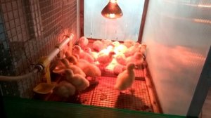 Брудер для индюшат!