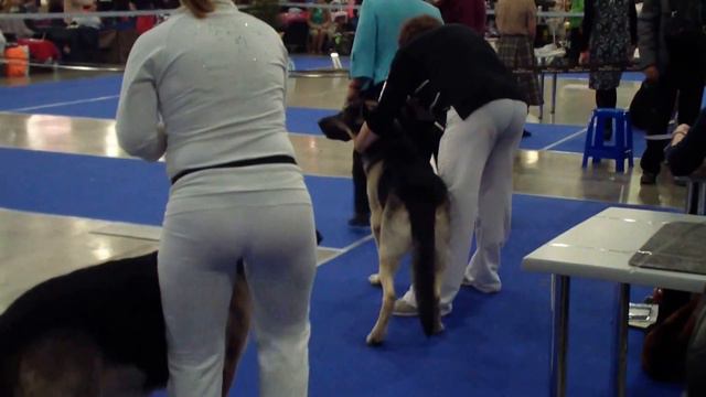 allbestdog.ru Золотой ошейник 2013 вео смотреть онлайн