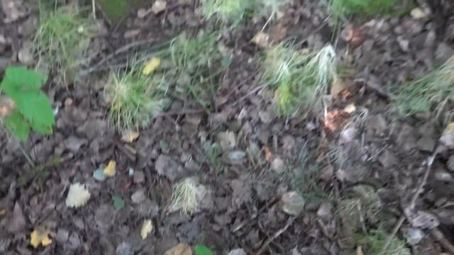 За грибами в засуху. По грибы 2022. Подосиновики и подберезовики жестковатые. смотреть онлайн