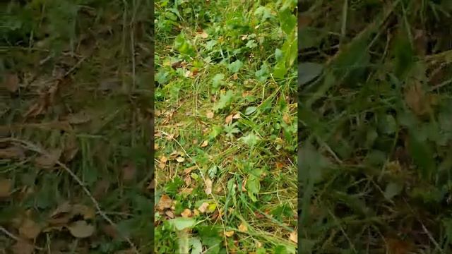 мы ишем ёжика в норе смотреть онлайн