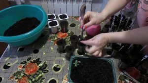 ПРОСТОЙ СПОСОБ ПИКИРОВКИ КАТАРАНТУСА!!!