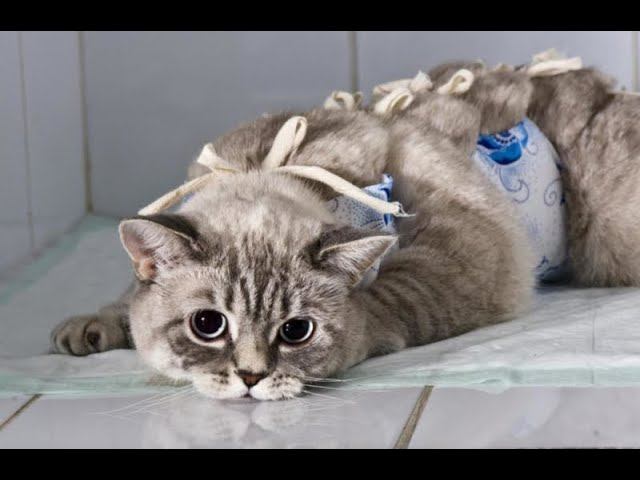 Стерилизация животных - это грех? смотреть онлайн