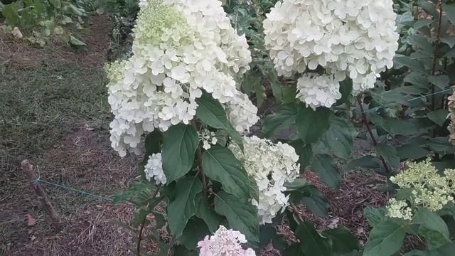 2018 Высокорослая метельчатая гортензия "Polar bear" смотреть онлайн