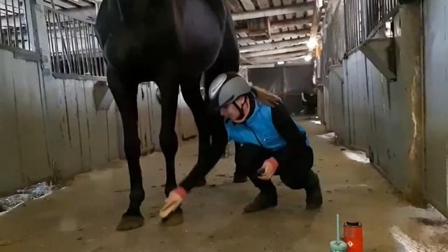 Уход за лошадью после тренировки смотреть онлайн