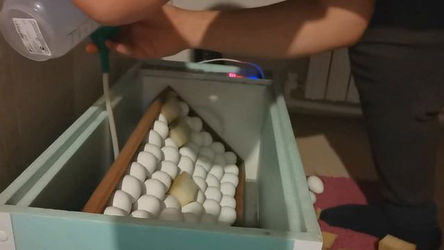 Овоскопирование яиц. "Мое Подворье" смотреть онлайн