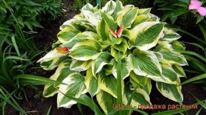 Хоста гибридная Мама Мия (hosta hybrida mama mia) ? обзор: как сажать, рассада хосты Мама Мия