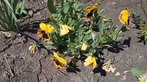 Виола.Посадка и уход(анютины глазки)