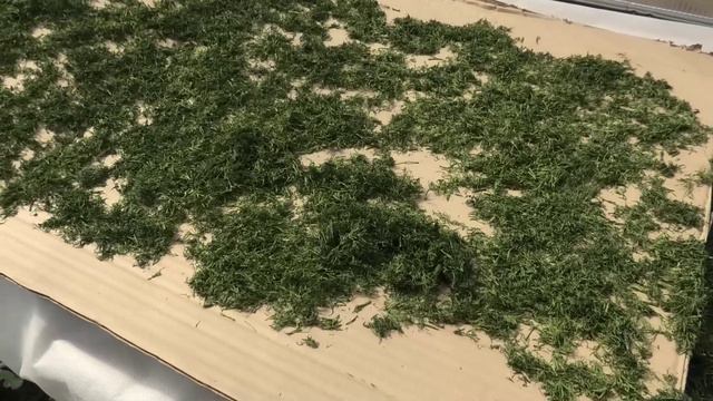 Заготавливаем сушеную зелень - укроп, петрушка, базилик, сельдерей, кориандр, лук и другие. 28 июня.