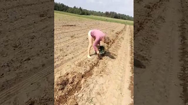 Японский минитрактор.Дети тоже работают смотреть онлайн