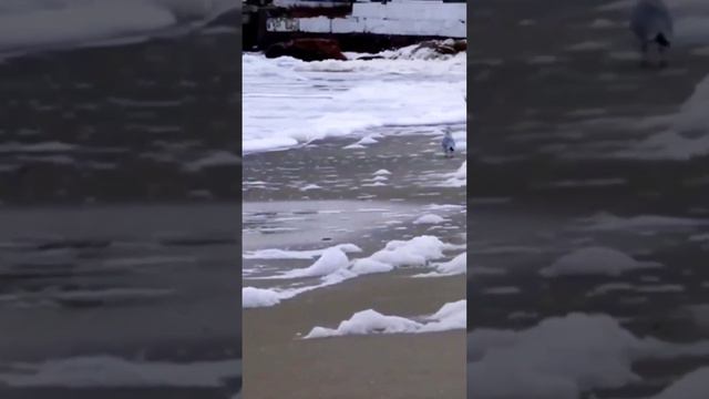 Одесса! Пенная вечеринка на пляжах Одессы! Встречаем Старый Новый год! смотреть онлайн