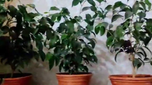 ЭНГ ЧИРОЙЛИ ГУЛЛАР смотреть онлайн