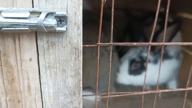 КУРЫ ГУЛЯЮТ ПО ДВОРУ И МНОГОЕ ДРУГОЕ...