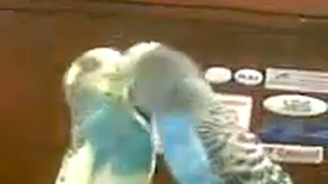 Попугайчики целуются смотреть онлайн