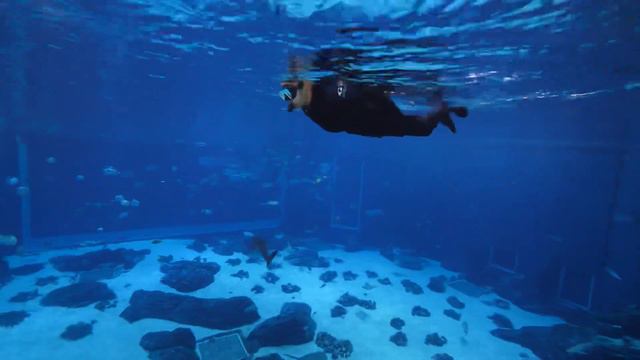 Tim & Erica’s Journey with Gentle Giants - Georgia Aquarium смотреть онлайн