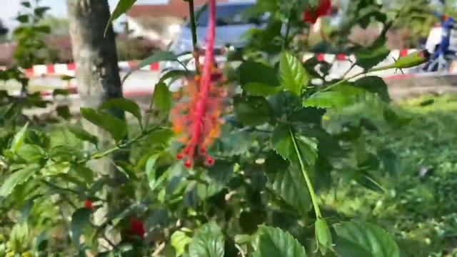 Evergreen Hibiscus смотреть онлайн