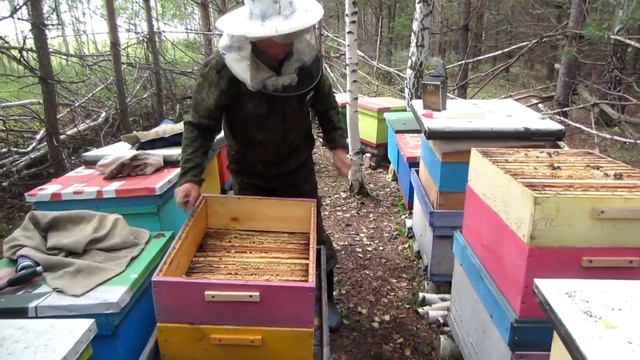 БОЛЬШЕ 100 КГ МЁДА ПРИНЁС ТЕСТИРУЕМЫЙ БАКФАСТ 2019 ГОДУ. смотреть онлайн