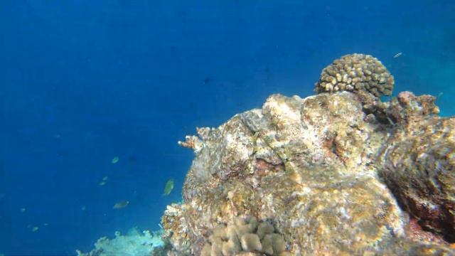Сотовый группер (epinephelus merra) -1 смотреть онлайн