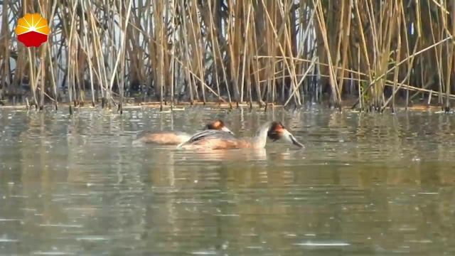 Большая поганка смотреть онлайн