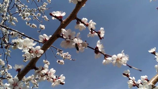 Сад, Южный Урал, цветение абрикоса Саратовский рубин, 4.05.2023 смотреть онлайн