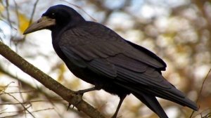 К чему снится ВОРОН или видеть ВОРОНА во сне ★ Толкование Снов ★ СОННИК 3.0™