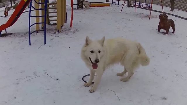 White Swiss shepherd Белая швейцарская овчарка, БШО Джульбарс в зимнем сквере смотреть онлайн