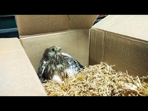 Как соколёнок Гоша попал в цирк смотреть онлайн