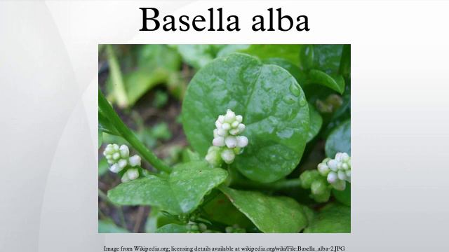 Basella alba смотреть онлайн