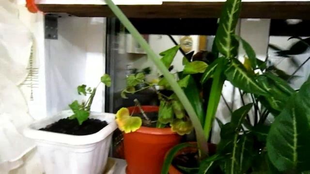 Стеллаж для рассады смотреть онлайн