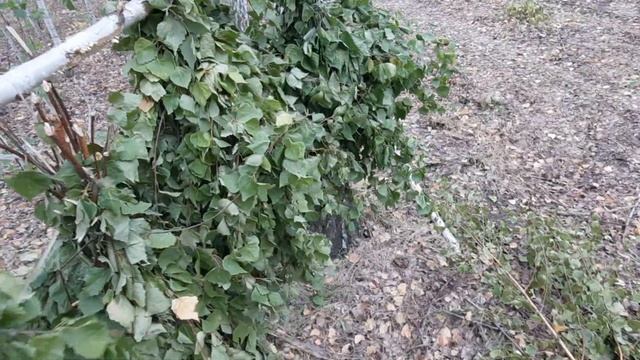 Купить веники в Самаре. Березовые смотреть онлайн