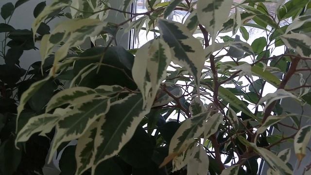 Комнатные Растения. Новости с Подоконника в Спальне в Январе смотреть онлайн