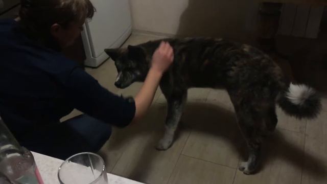 Шок! Акита ину даёт лапу!!! Akita Inu смотреть онлайн