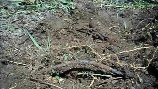 Металлоискателем md 4030 ищу чермет на заброшенной ферме. смотреть онлайн