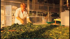 Галилео. Северный чай (часть 2)