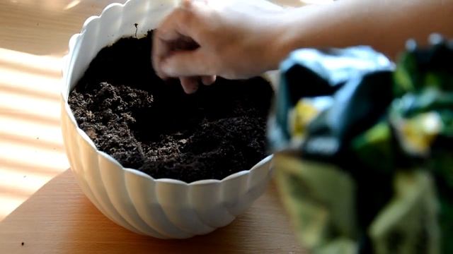 Шефлера Пересадка и размножение в домашних условиях #леснойпенек смотреть онлайн