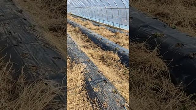 корейские теплицы, с клубникой, часть 2 смотреть онлайн