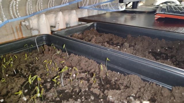 Первые ростки микро огорода в квартире смотреть онлайн