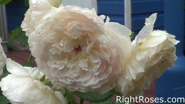 EMILY BRONTE ROSE REVIEW | THE RIGHT ROSES | DAVID AUSTIN 2018