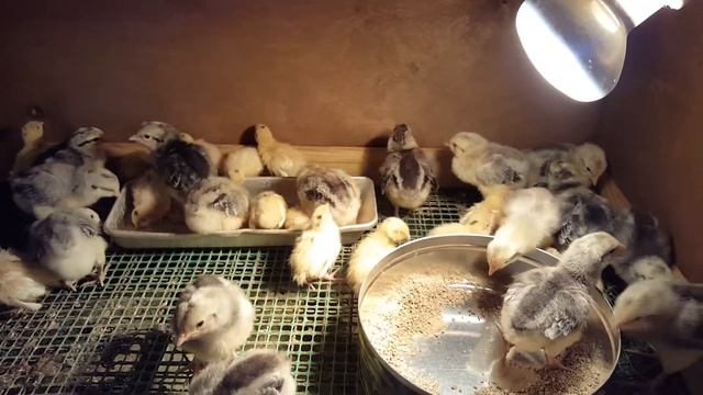 Результат совместной закладки Барковской барвиста и Белый гигант смотреть онлайн