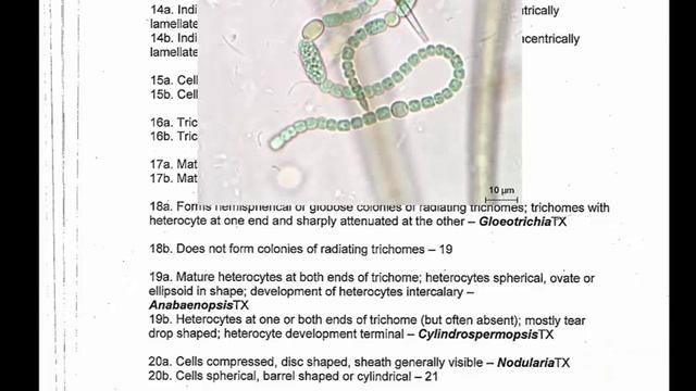 An Introduction to Using Dichotomous Keys to Identify Organisms Causing Harmful Algal Blooms (HABs) смотреть онлайн