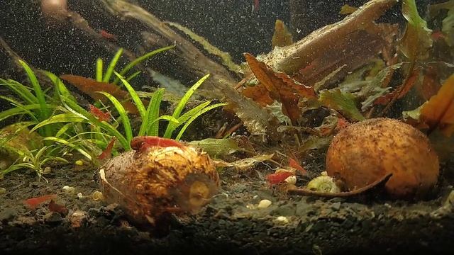 Растения пузырят после подмены воды. Жизнь в аквариуме смотреть онлайн