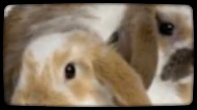 мой клас я люблю вас! (Created with @Magisto) смотреть онлайн