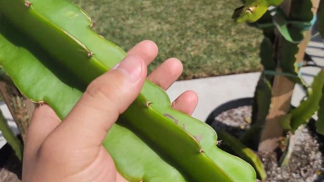 Mystery Dragon Fruit Cactus #7: Wind Damage 😔 (Moon Cactus Graft) смотреть онлайн