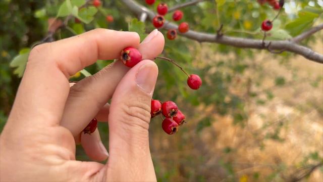 Diese 5 Wildpflanzen kannst du im September sammeln смотреть онлайн
