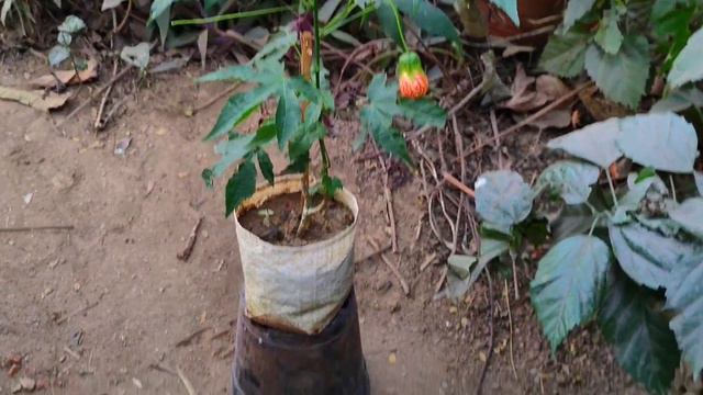 Chinese Lantern Flower Plant || Rourkela // Gardening Vlog смотреть онлайн