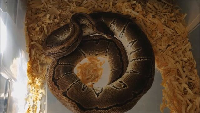 2017 August Ball Python Collection Update Mini Update смотреть онлайн