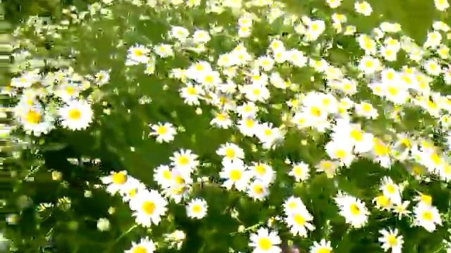 Ромашка полевая смотреть онлайн