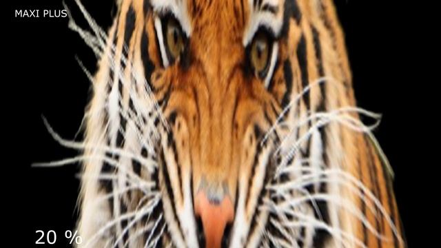 ✅ 15 Звуков "Звук Тигра" за 30 секунд. Рык тигра. смотреть онлайн