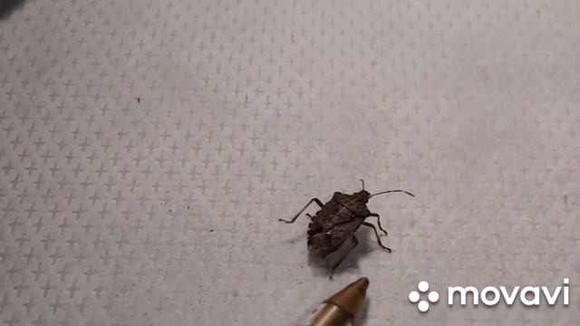 Мраморный клоп, щитник. смотреть онлайн