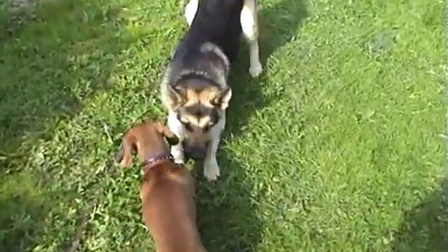 Dachshund Vs. Shepherd / Такса против Овчарки