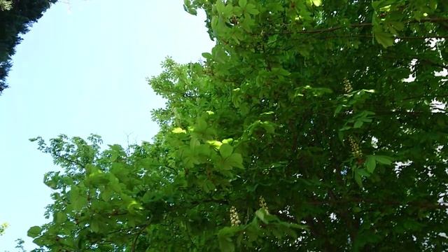 29.04.2020 Дубы и березы.mp4